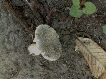 Forse � una Amanita